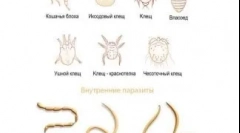 Protigelminty prazicid: lastnosti in uporaba zdravila